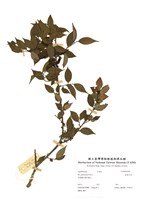 藏品(細葉冬青)的圖片